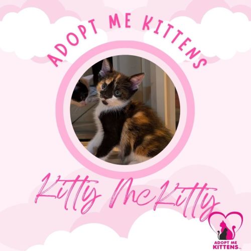 Kitty McKitty
