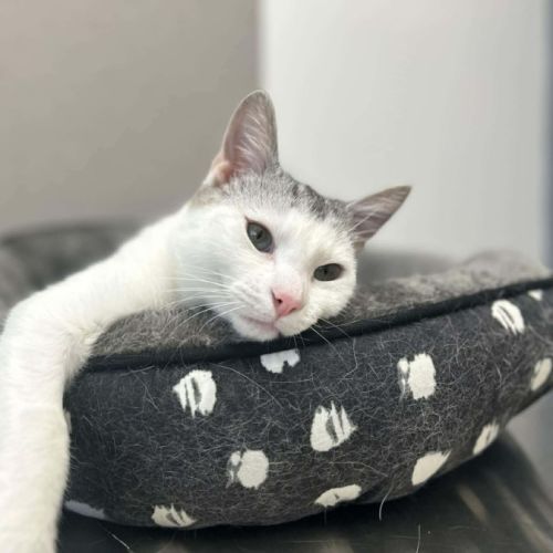 No photo for Neon   In Foster Care In Asburton