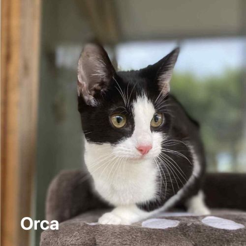 Orca