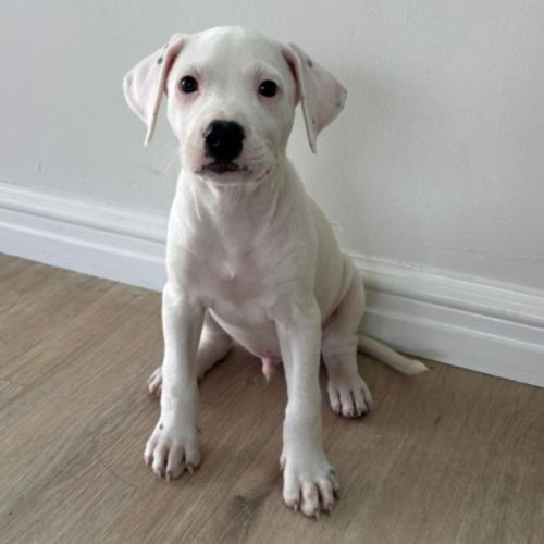 Klaus
