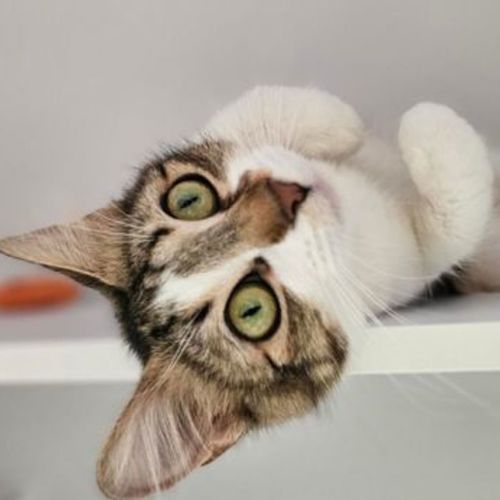 No photo for Lulu