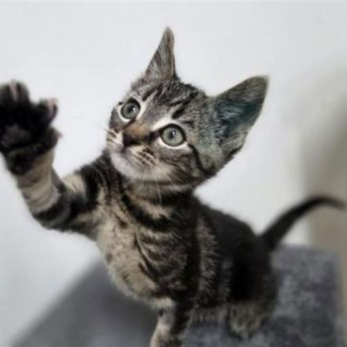 No photo for French Fry