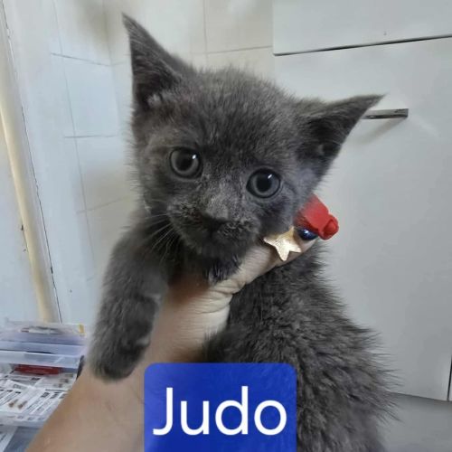 Judo