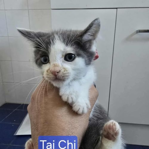 No photo for Tai Chi