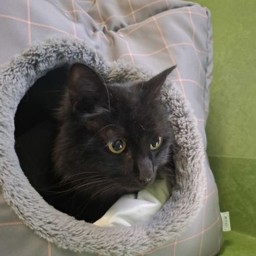 Bruce (bonded With Tormund)