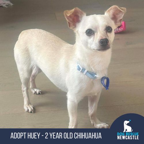 Huey - 2 Year Old Chihuahua