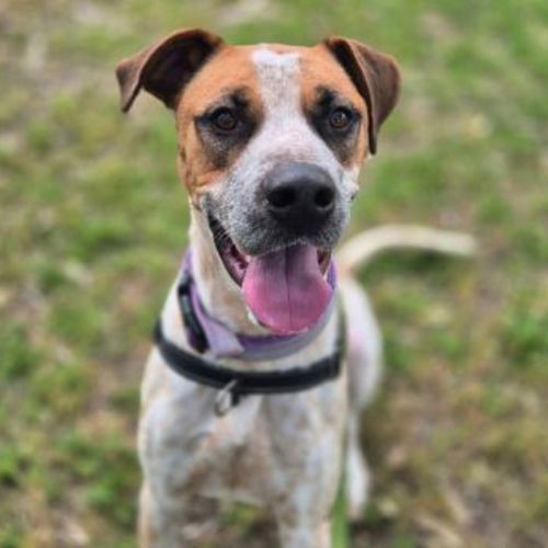 No photo for Flipper