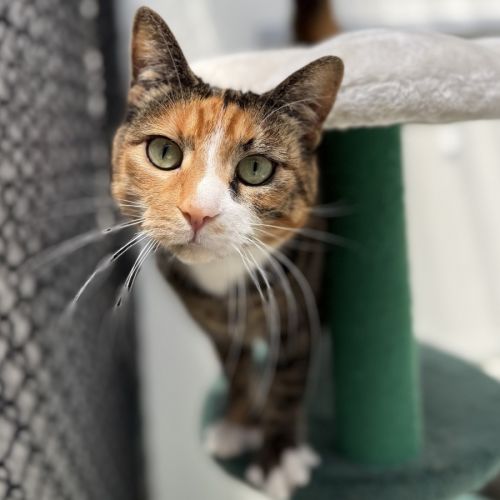 No photo for Biscuit