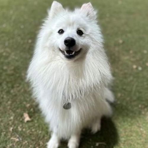 No photo for Floki