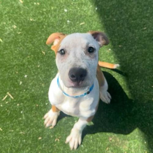 No photo for Jughead Imp 2452