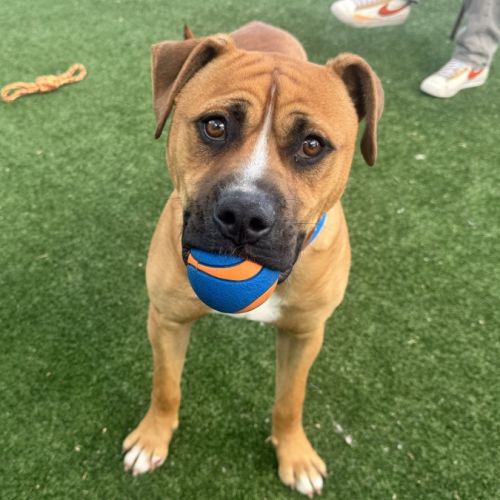 No photo for Makka Pakka Imp 2465