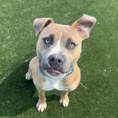 No photo for Bullet Imp 2466