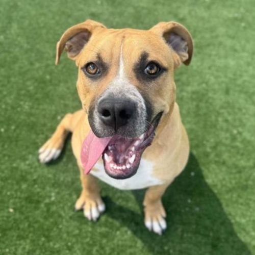 No photo for Slinky Imp 2507