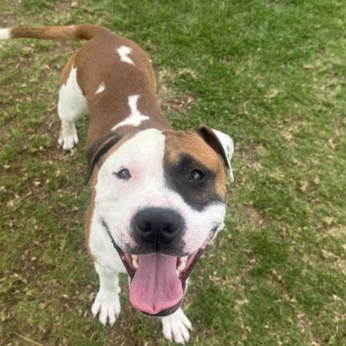 No photo for Buster Imp 2524