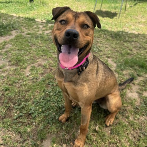 No photo for Dahlia Imp 2592