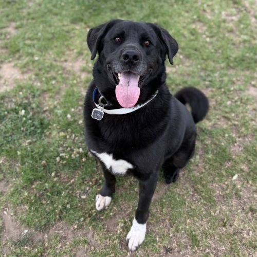 No photo for Boomie Imp 2716