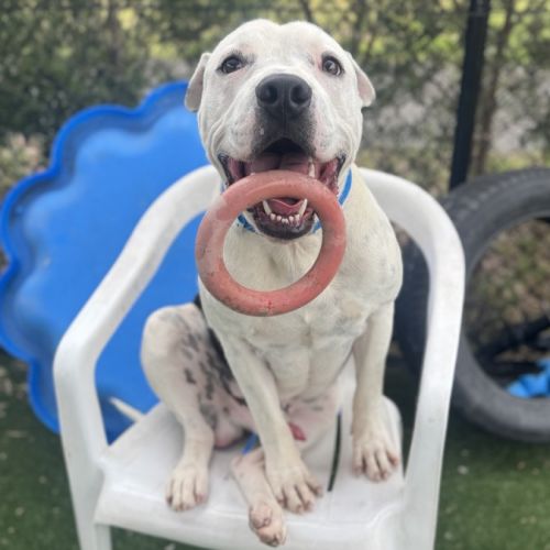 No photo for Frankenstein Imp 2842