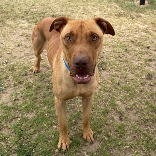 No photo for Crookshanks Imp 2876