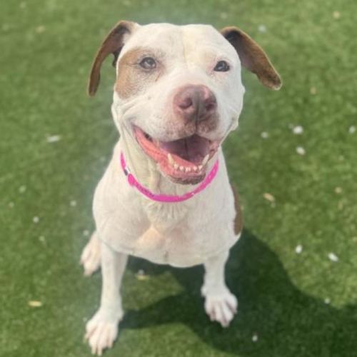 No photo for Maggie Imp 2450