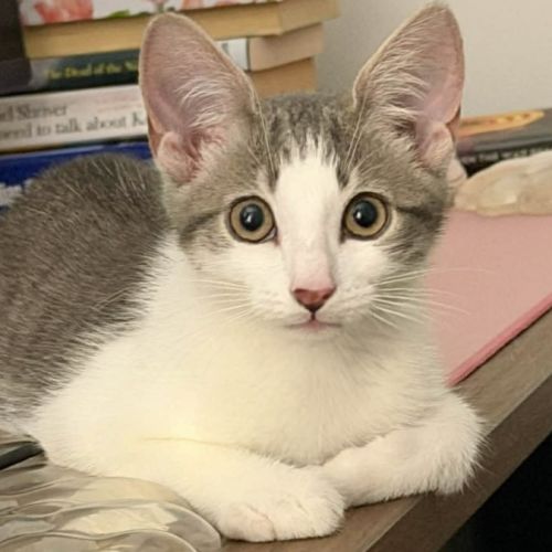 Toby (Short for Dweezlewamba)