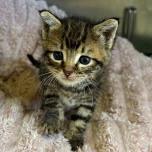 No photo for Twinkle