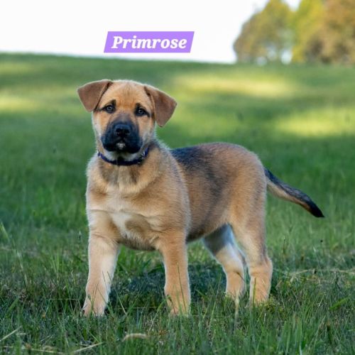 No photo for Primrose