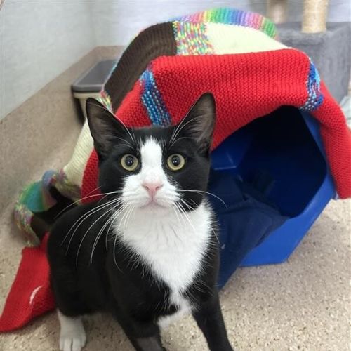 No photo for Sylvester