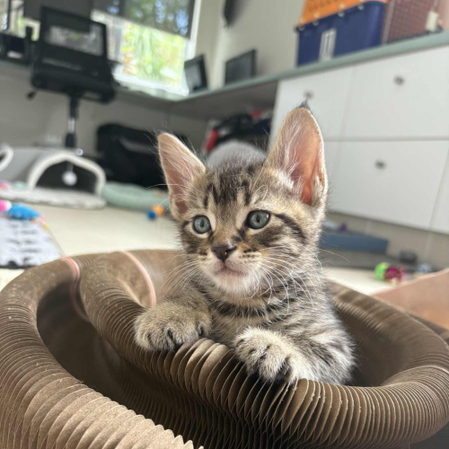 Leo