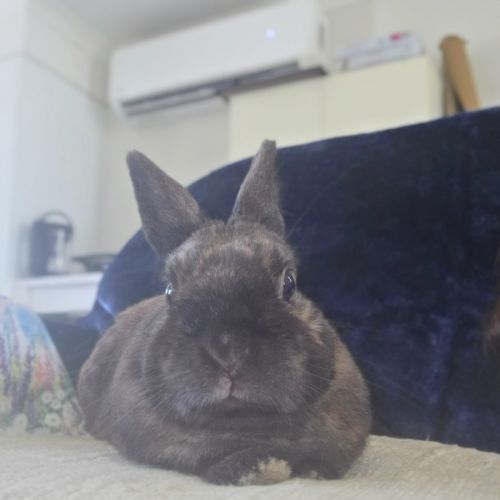 No photo for Irresistible Cuddles