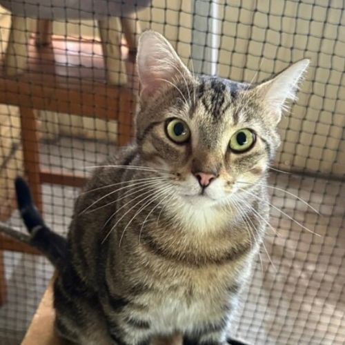 No photo for Tuppence