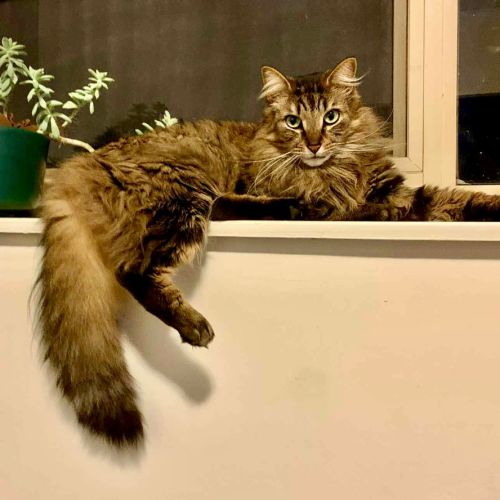 No photo for Ace Cherry