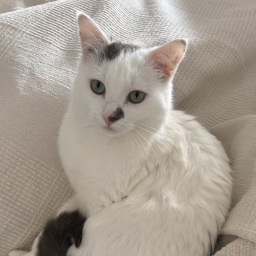 No photo for Chicken 