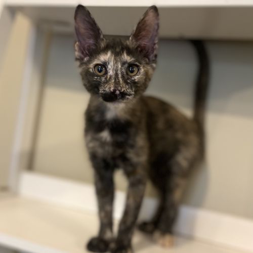 No photo for Szechuan