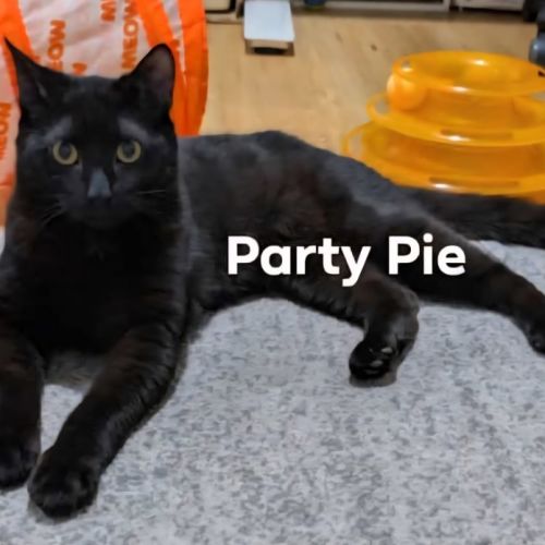 Party Pie