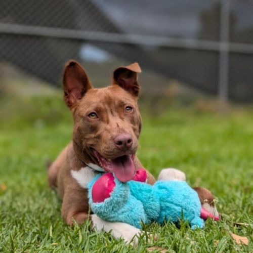 No photo for Chocolate