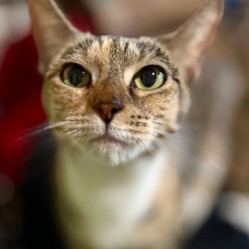 No photo for Calyssa 