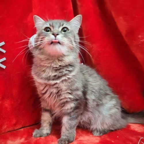 No photo for Evangeline 