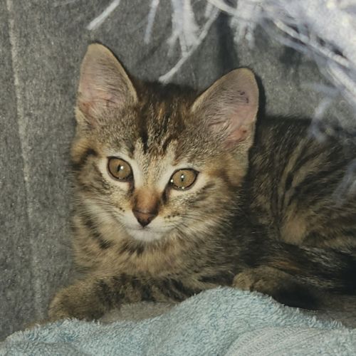 No photo for Amelia (Located In Foster Care In Templestowe)
