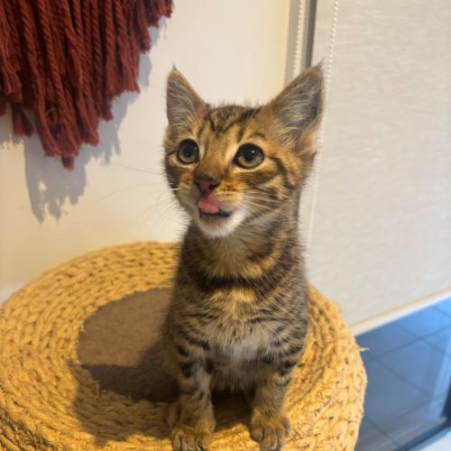 Astroid meet me@petstock hastings