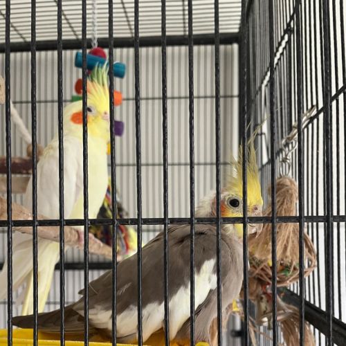 Our little Rose family . Kyuss Cruz and Tynan 