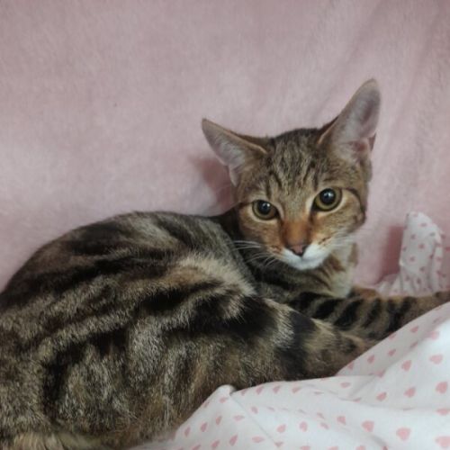 No photo for Peaches