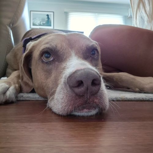 Bonnie - 7 Year Old Ridgeback X