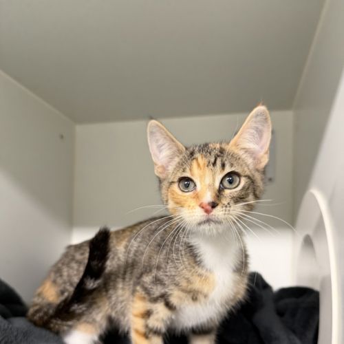 No photo for Snowflake