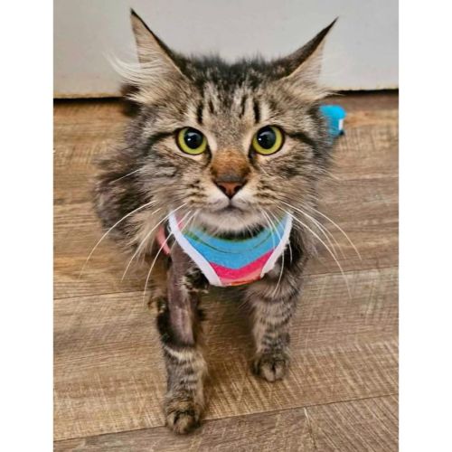 No photo for 12962   Quartz