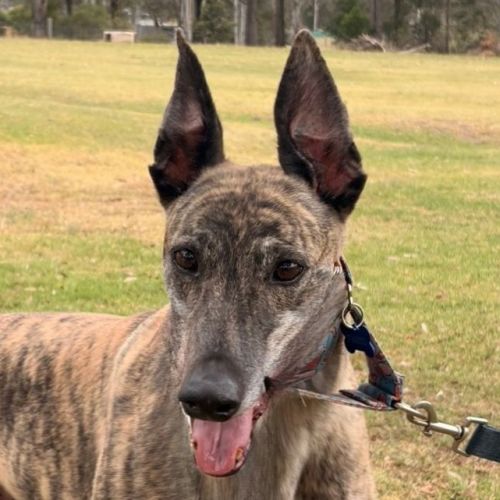 No photo for Pecco The Greyhound