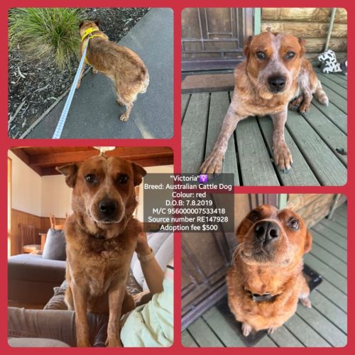 No photo for Victoria 