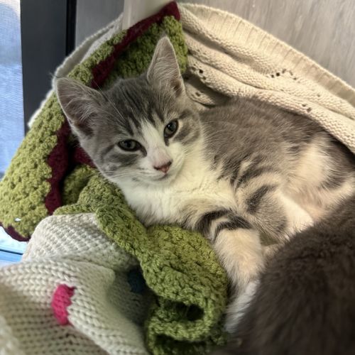 Gypsy (tina Turner )