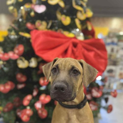 No photo for Pupperoni