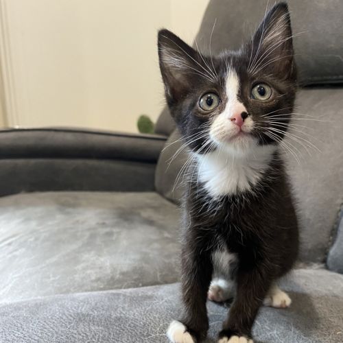 Miruku (was Rice Bubble)