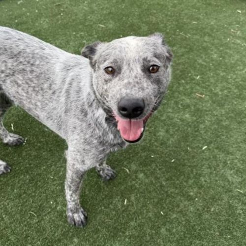 No photo for Bindi Imp 2917